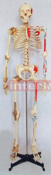 168 CM TALL SKELETON MODEL  WITH LEFT HALF COLOURED, RIGHT HALF JOINT LIGAMENTS & NUMBERED.